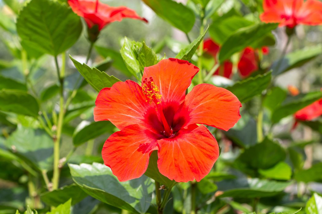 Rote Hibiskuspflanze.