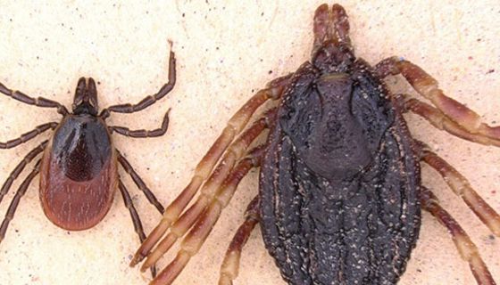 In Deutschland breiten sich tropische Zecken aus.
