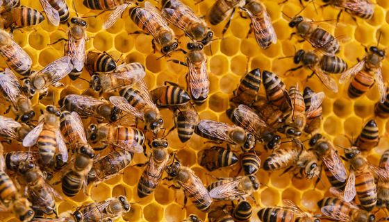 Viele Bienen auf einer Bienenwabe. 
