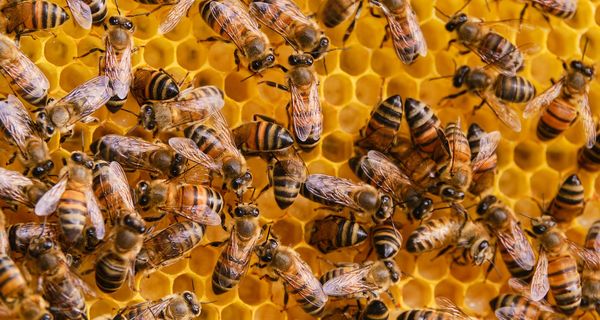 Viele Bienen auf einer Bienenwabe. 