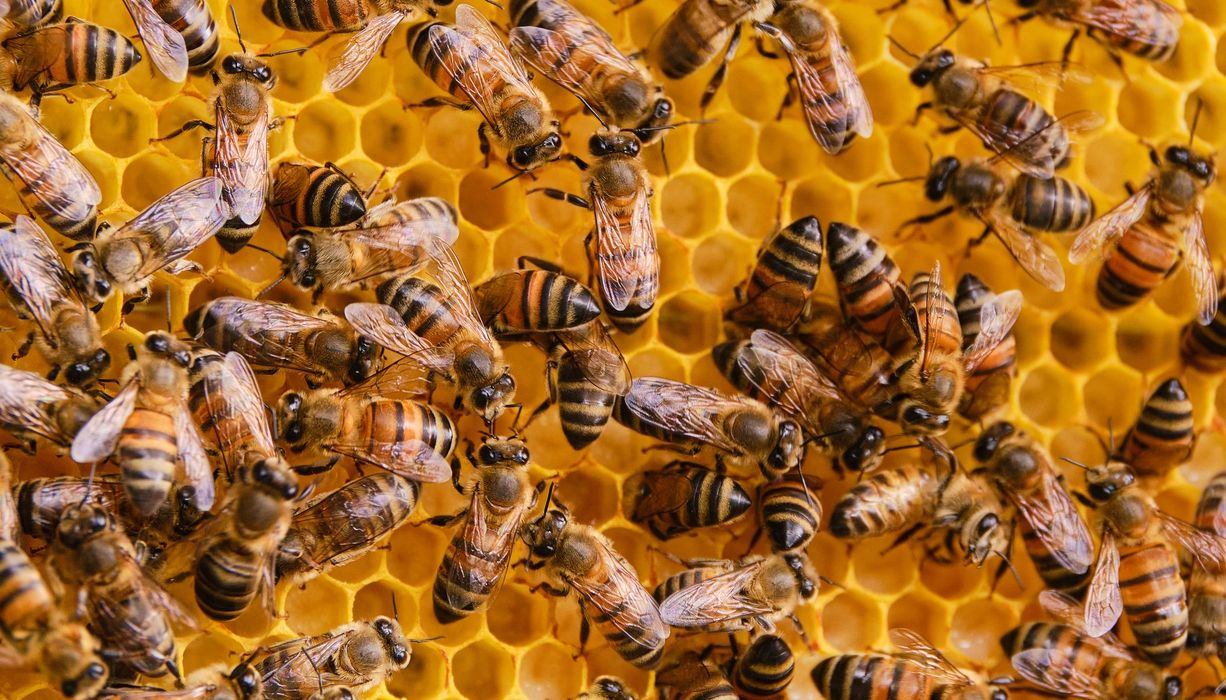 Viele Bienen auf einer Bienenwabe. 