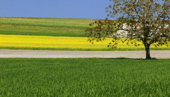Blühender Baum mit Rapsfeld