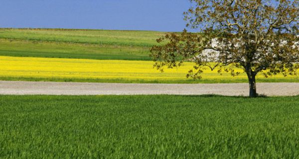 Blühender Baum mit Rapsfeld