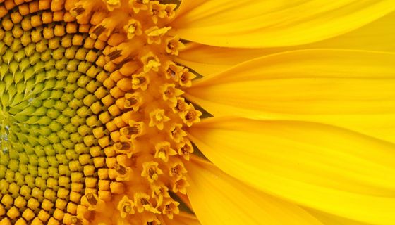 Nahansicht einer Sonnenblume.