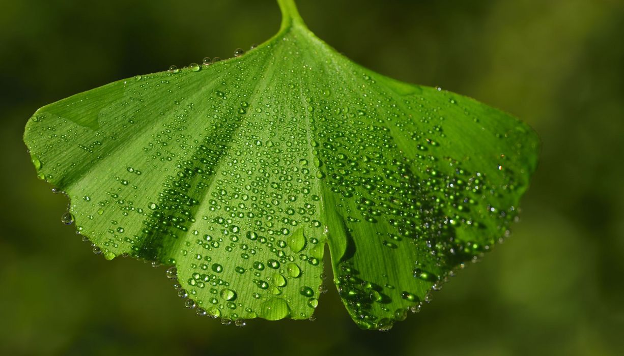 Taubedecktes Ginkgoblatt