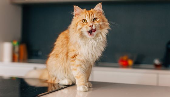 Katze, sitzt in der Küche auf einer Arbeitsplatte.