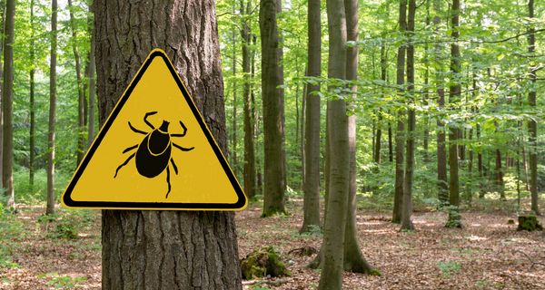 Wald mit einem Zecken-Warnschild.