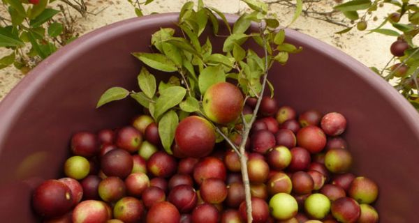 Camu-Camu könnte beim Abnehmen helfen.