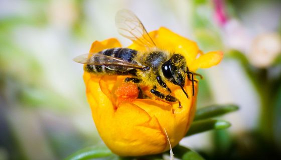 Was genau ist Propolis und was kann der Stoff?