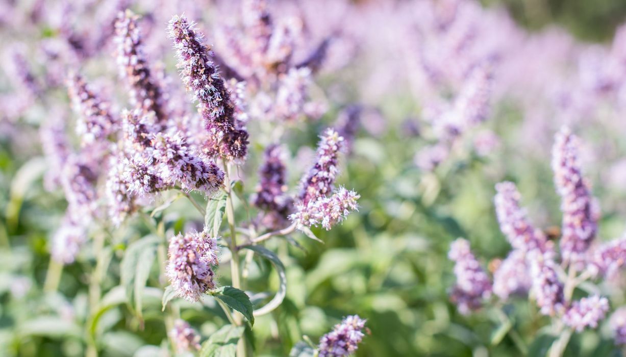 Violette Blütenstände der Grünen Minze.