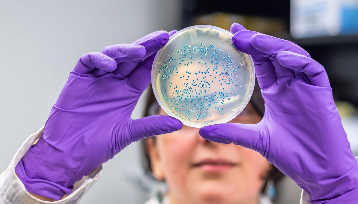 Eine Forscherin hält mit violetten Handschuhen eine Petrischale mit einer Bakterienkultur hoch.