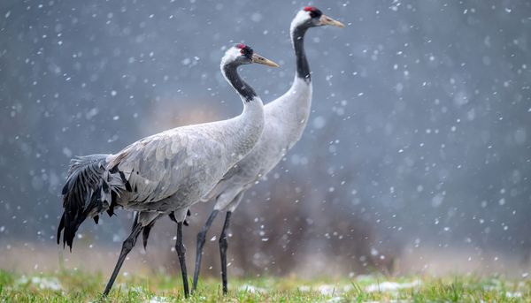 Geflügelpest und Vogelgrippe: Wie groß ist die Gefahr für Menschen?