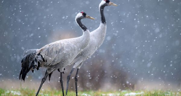 Zwei Kraniche