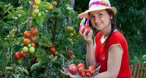 Frau mit frisch geernteten Tomaten aus dem eigenen Garten.