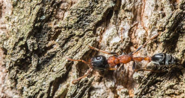 Forscher haben eines neues Antibiotikum aus Ameisen isoliert.