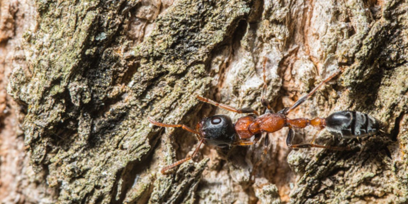 Forscher haben eines neues Antibiotikum aus Ameisen isoliert.