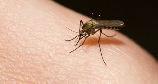 Das Zika-Virus wird von Mücken übertragen.