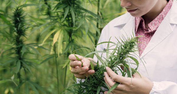 Bald sollen Patienten getrocknete Cannabisblüten und -extrakt auf Rezept in der Apotheke erhalten können.