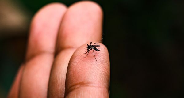 Asiatische Tigermücke.