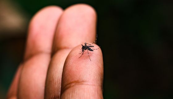 Asiatische Tigermücke.