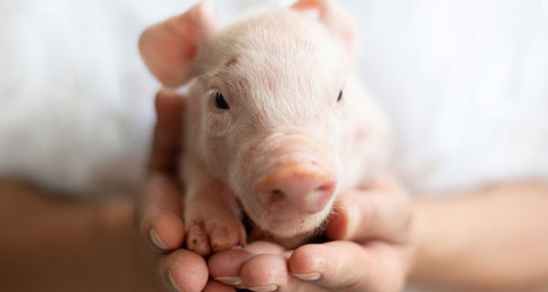 Der Anblick von Tierbabys mindert die Lust auf Fleisch.