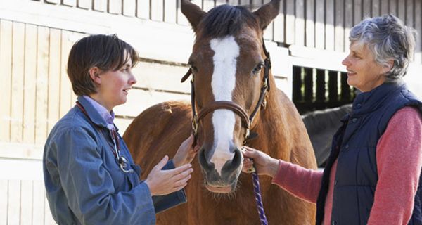 Reiten beschleunigt die Genesung nach einem Schlaganfall.