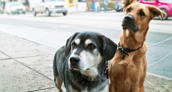 Hunde in der Stadt