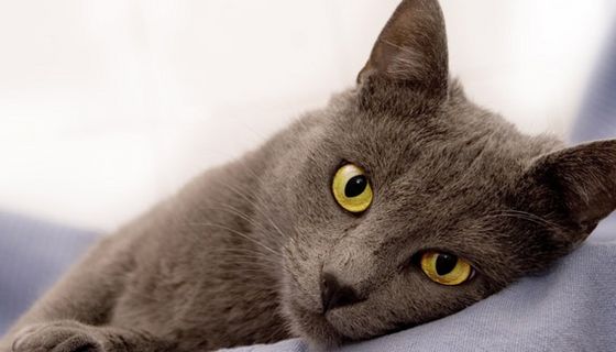 Katze