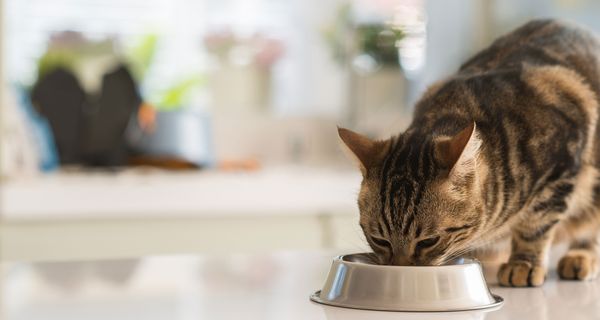 Auch Hunde und Katzen können an Diabetes erkranken. 