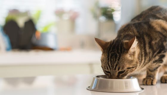 Auch Hunde und Katzen können an Diabetes erkranken. 