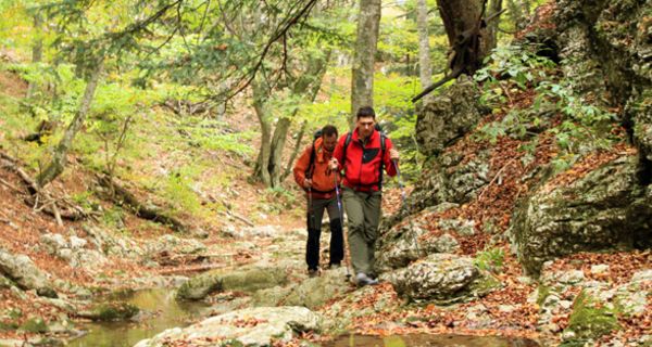 Zwei Männer wandern durch den Frühlingswald.
