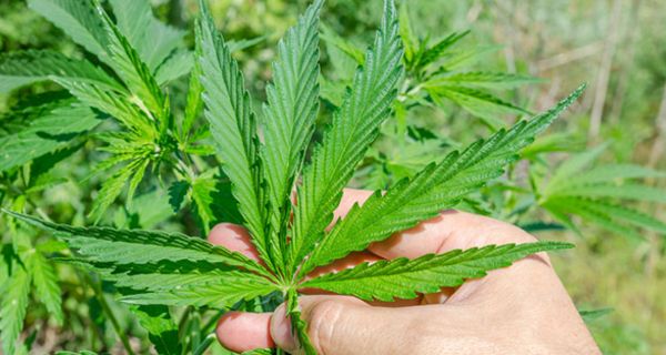 Das BVerwG hat entschieden: Ein MS-Patient darf Cannabis zu Hause anbauen.