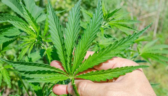 Cannabis auf Rezept soll es für Schmerzpatienten in der Apotheke geben.