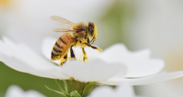 Honigbiene auf einer weißen Blüte.