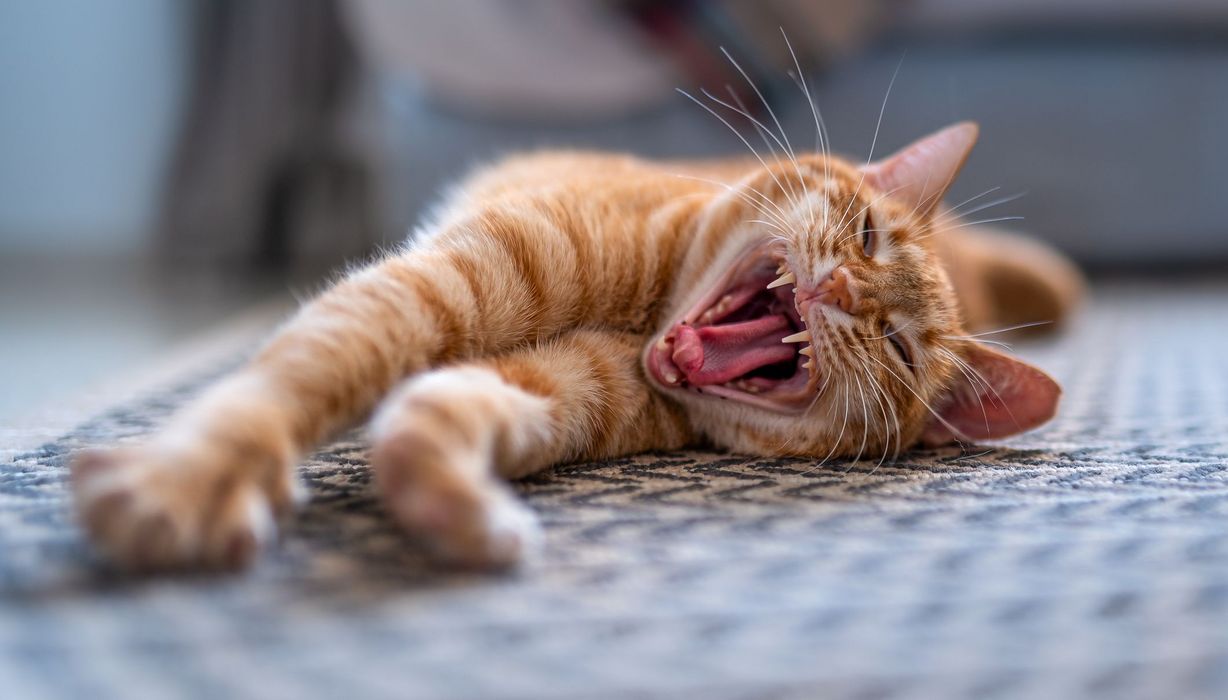 Katze, liegt auf dem Boden, streckt sich und gähnt.