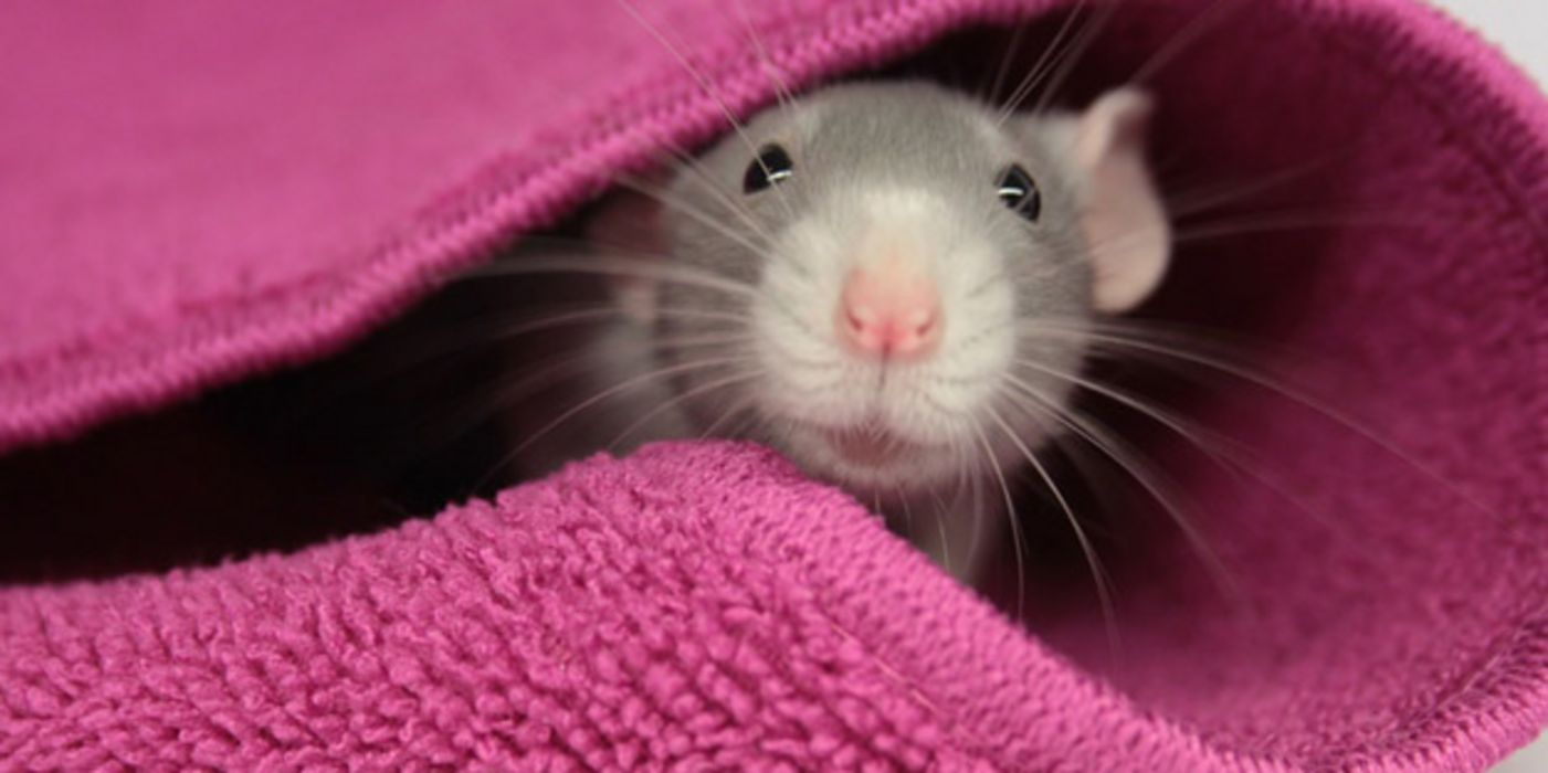 Maus schaut aus Handtuch hervor.