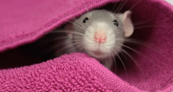 Maus schaut aus Handtuch hervor.
