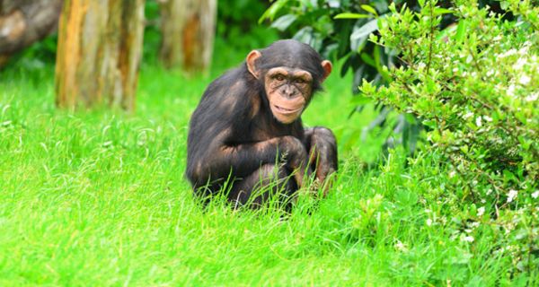 Schimpanse hockt im Gras