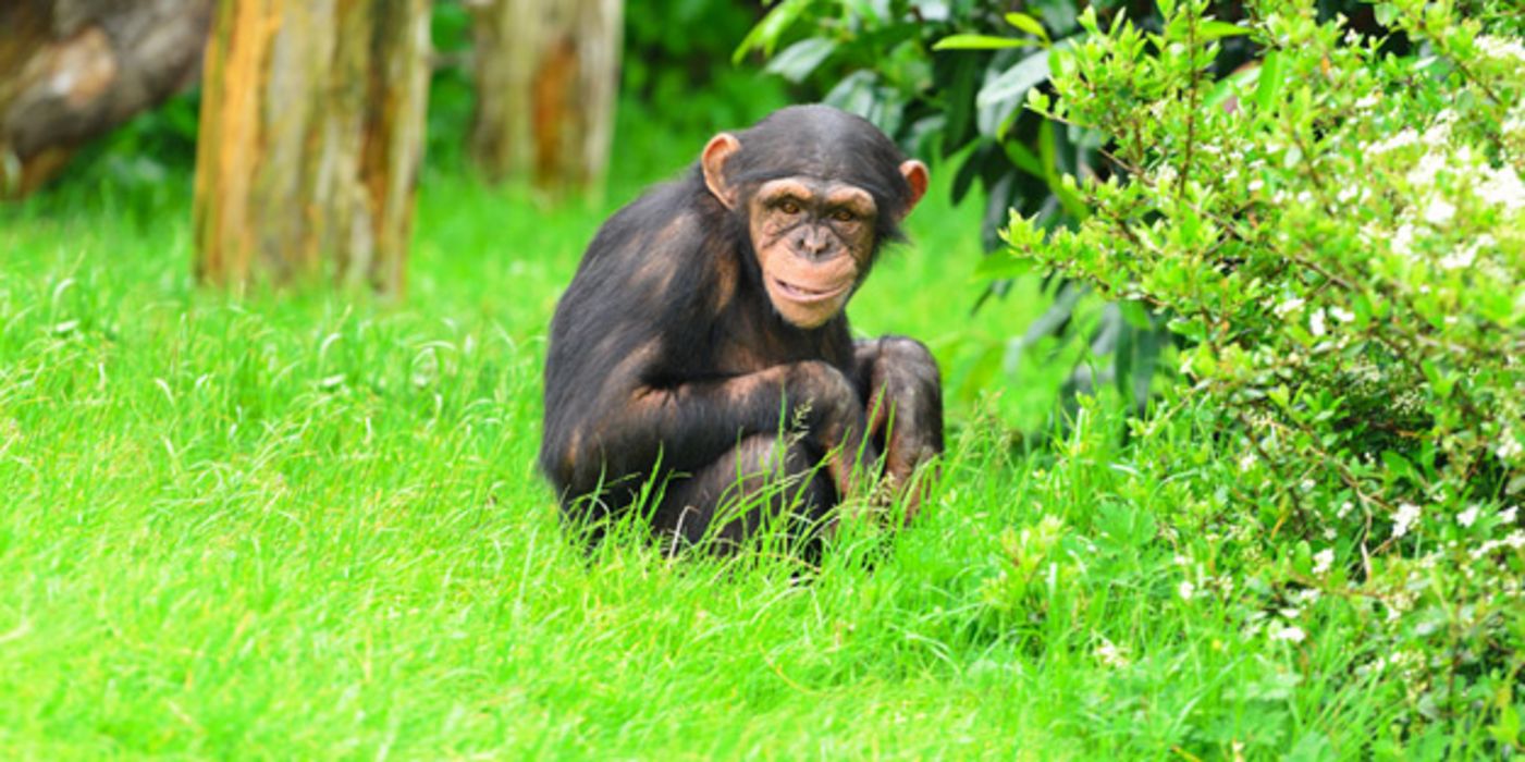 Schimpanse hockt im Gras