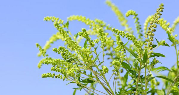 Ambrosia ist für Allergiker ein wahrer Alptraum.