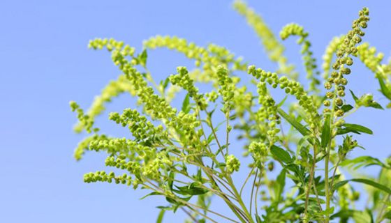 Ambrosia ist für Allergiker ein wahrer Alptraum.