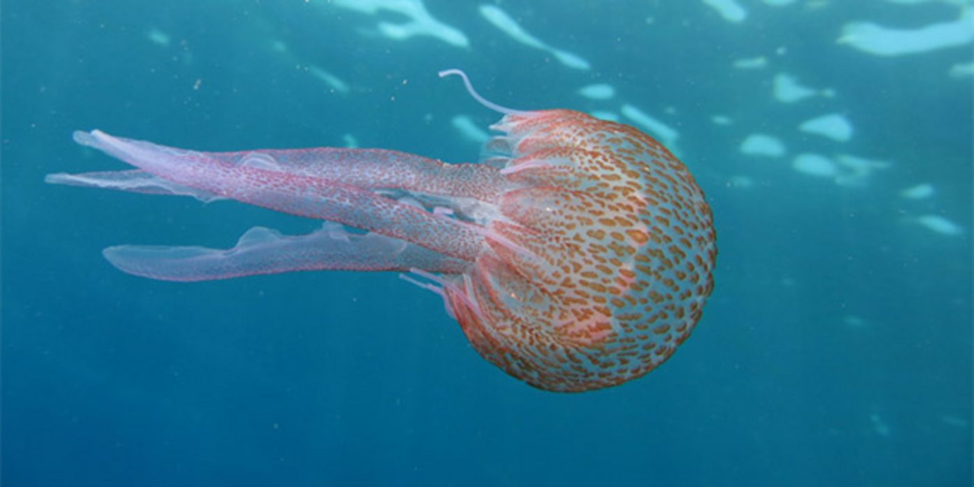 Die Leuchtqualle (Pelagia noctiluca) findet sich im Mittelmeer und in den wärmeren Teilen des Atlantiks. 