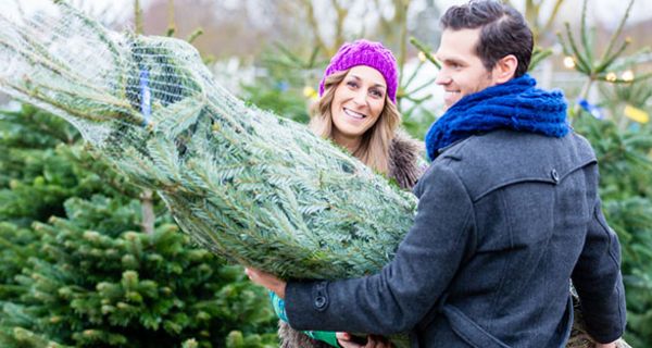 Wie man einen Weihnachtsbaum zum Transport richtig sichert.