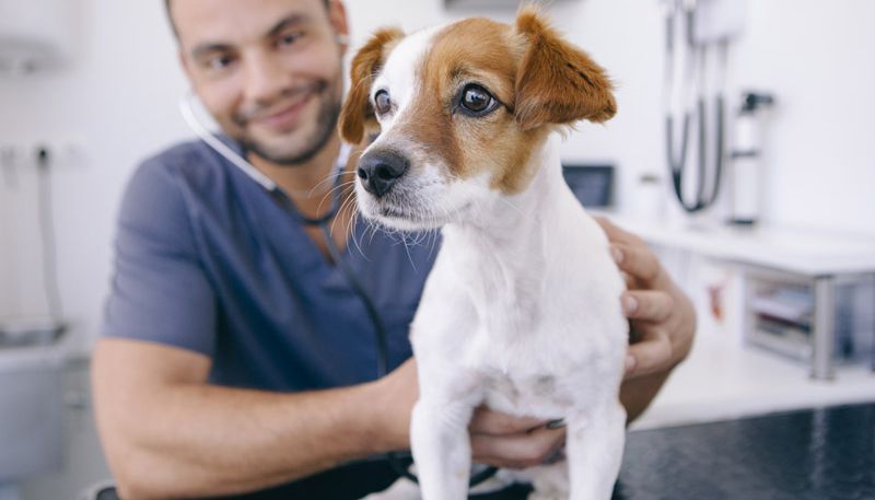 Mit diesen Tipps wird der Tierarztbesuch weniger stressig.