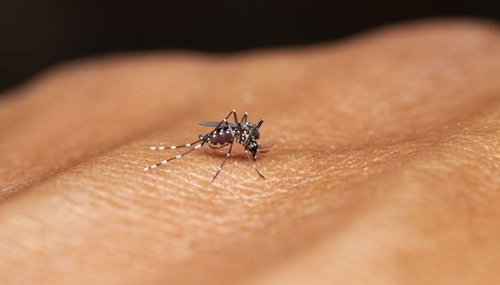 Weibliche Anopheles-Mücken