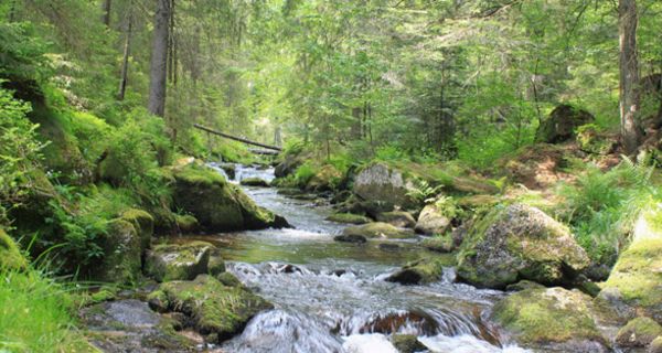 Bach in dichtem Mischwald mit vielen moosbedeckten Steinen