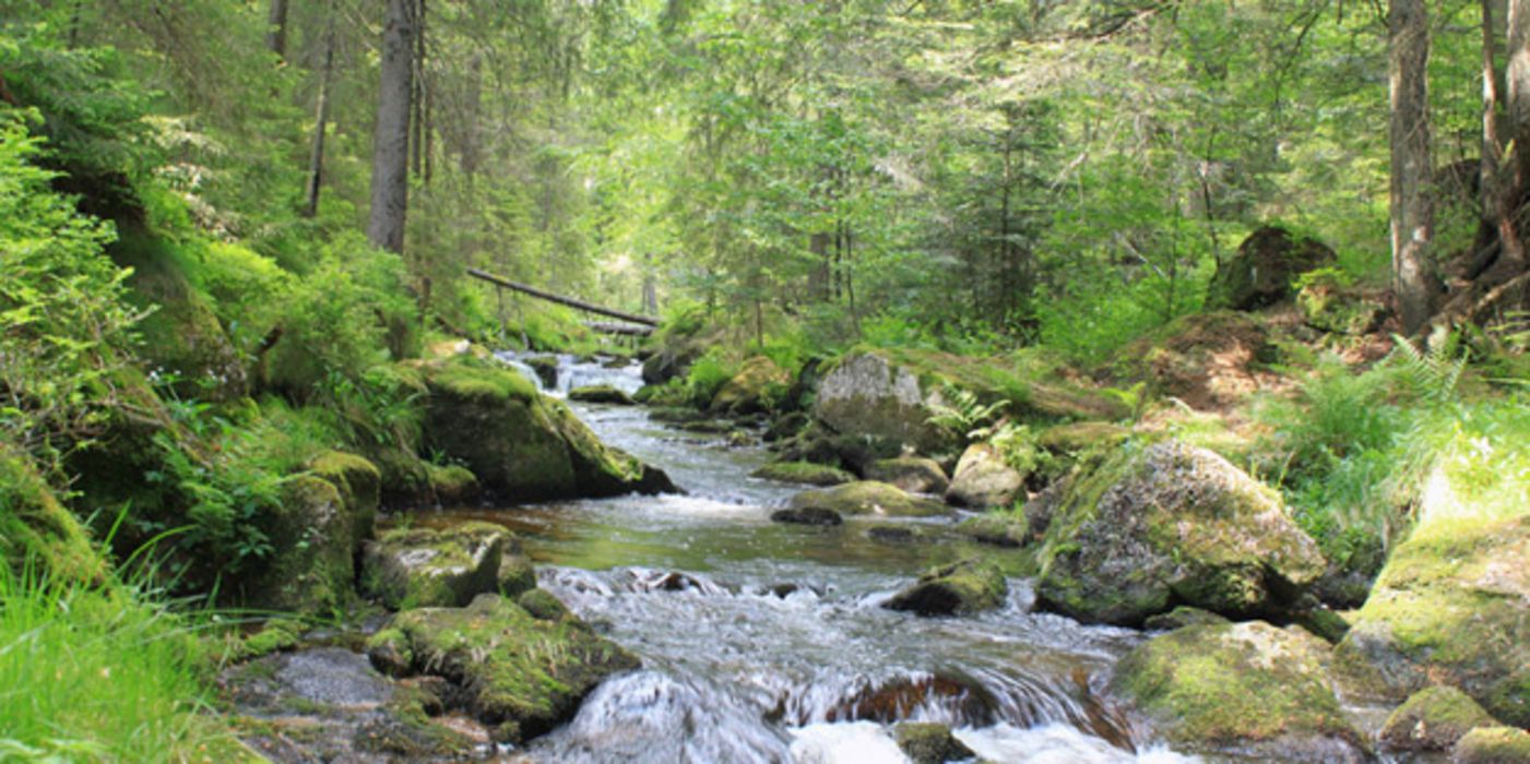 Bach in dichtem Mischwald mit vielen moosbedeckten Steinen