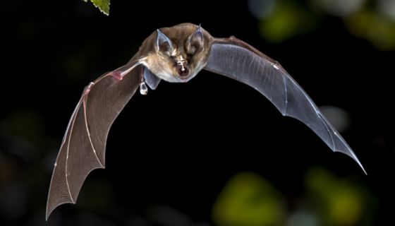 Forscher haben die Evolutionsgeschichte des neuartigen Coronavirus rekonstruiert.  