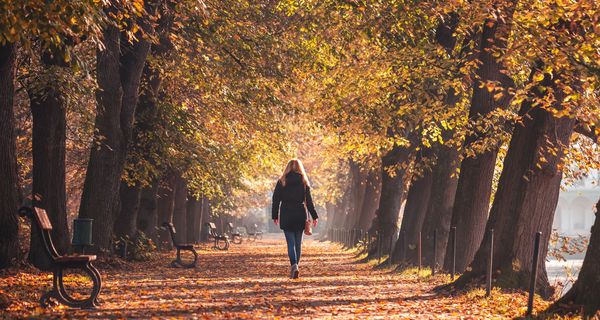 Frau, läuft durch eine Allee mit herbstlichen Bäumen.