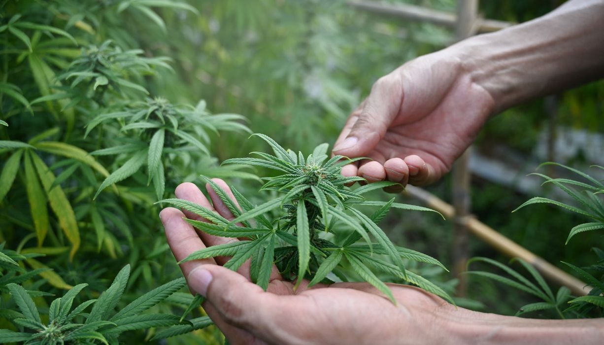 Mann, hält eine Cannabispflanze in der Hand.